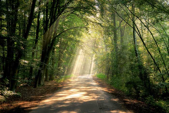 zonlicht door bomen
