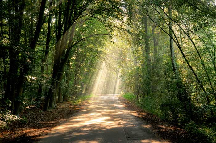 zonlicht tussen bomen