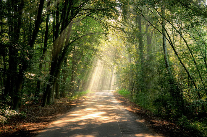 beams of sunlight 176767301 4288x2848